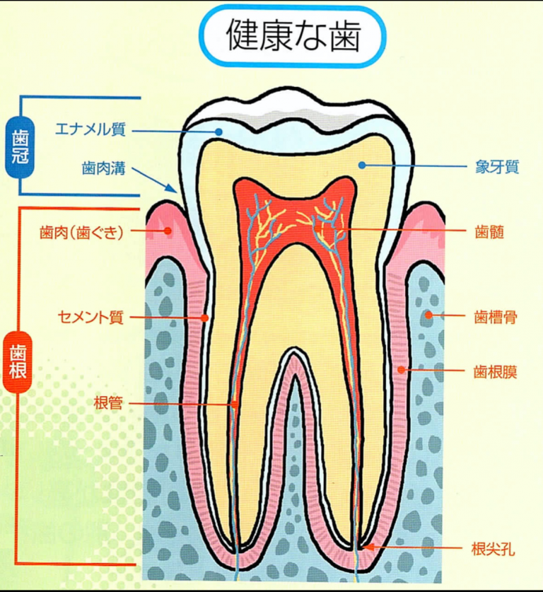 歯と歯ぐきと骨の構造