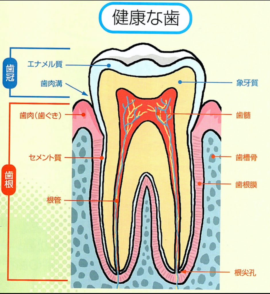 歯 と 歯 が くっつく